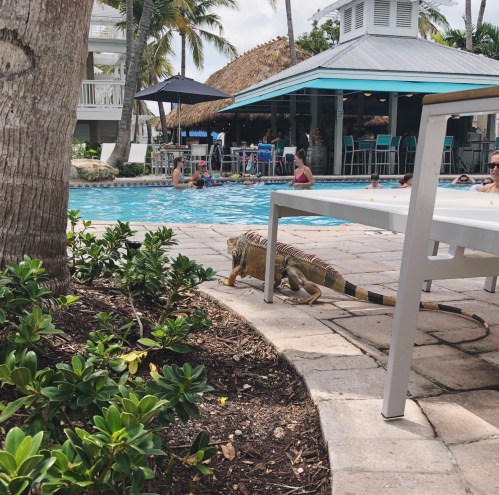 iguana at the pool